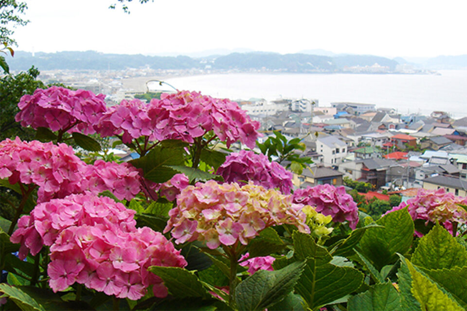 長谷寺の紫陽花-3