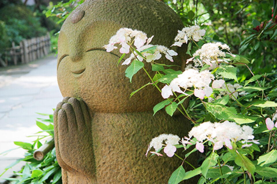 長谷寺の紫陽花-5