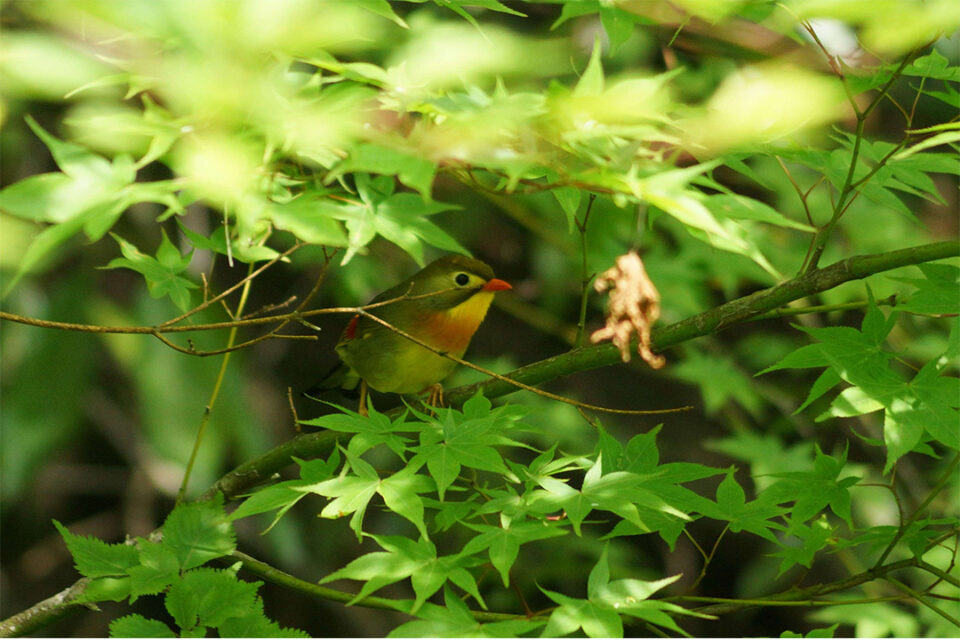 「はなをり 野鳥を探してあさんぽプラン」イメージ1