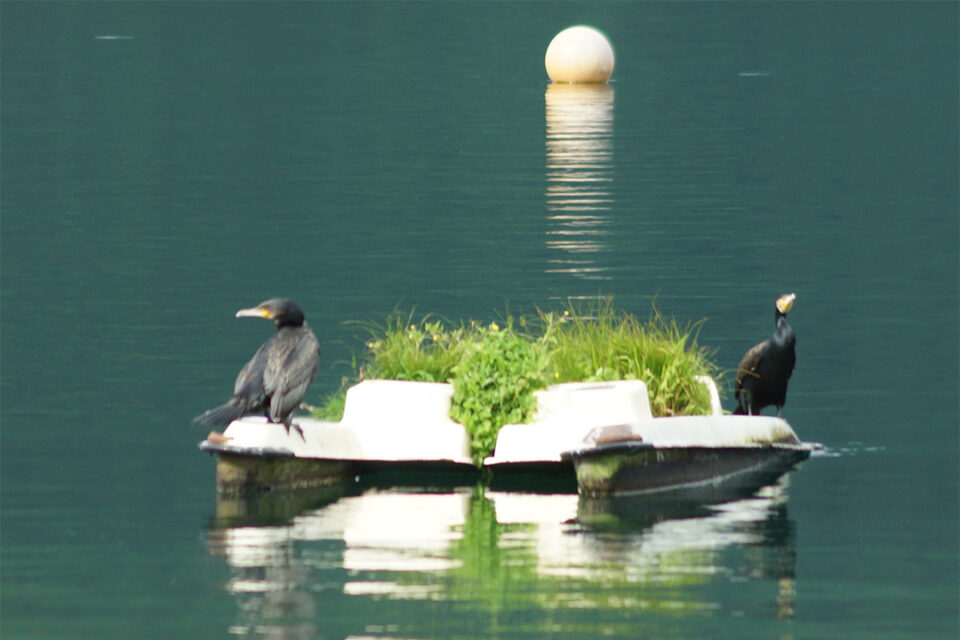「はなをり 野鳥を探してあさんぽプラン」イメージ2