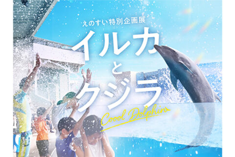「イルカとクジラ Coool Dolphin」メインビジュアル