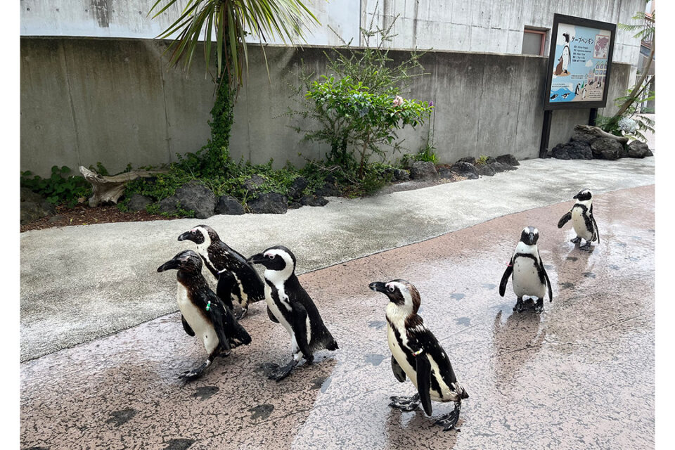 「ケープペンギンのウォーターパレード」