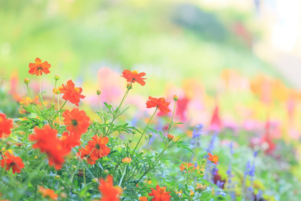 ©Photo by MAKI KAWAI