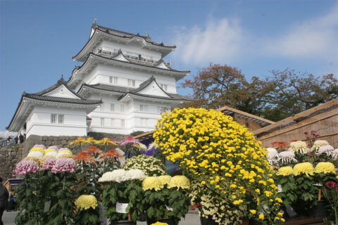 小田原城菊花展の様子