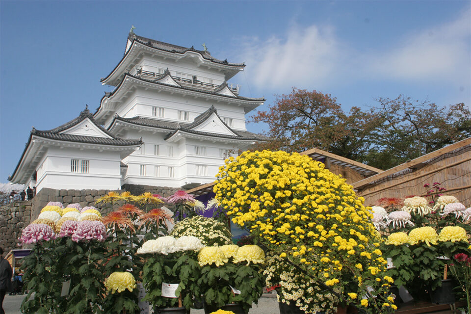 小田原城菊花展の様子