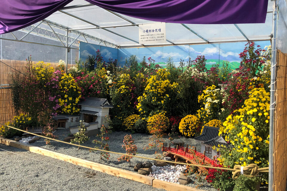 小田原城菊花展の様子