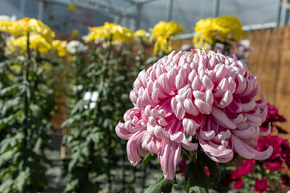 小田原城菊花展の様子