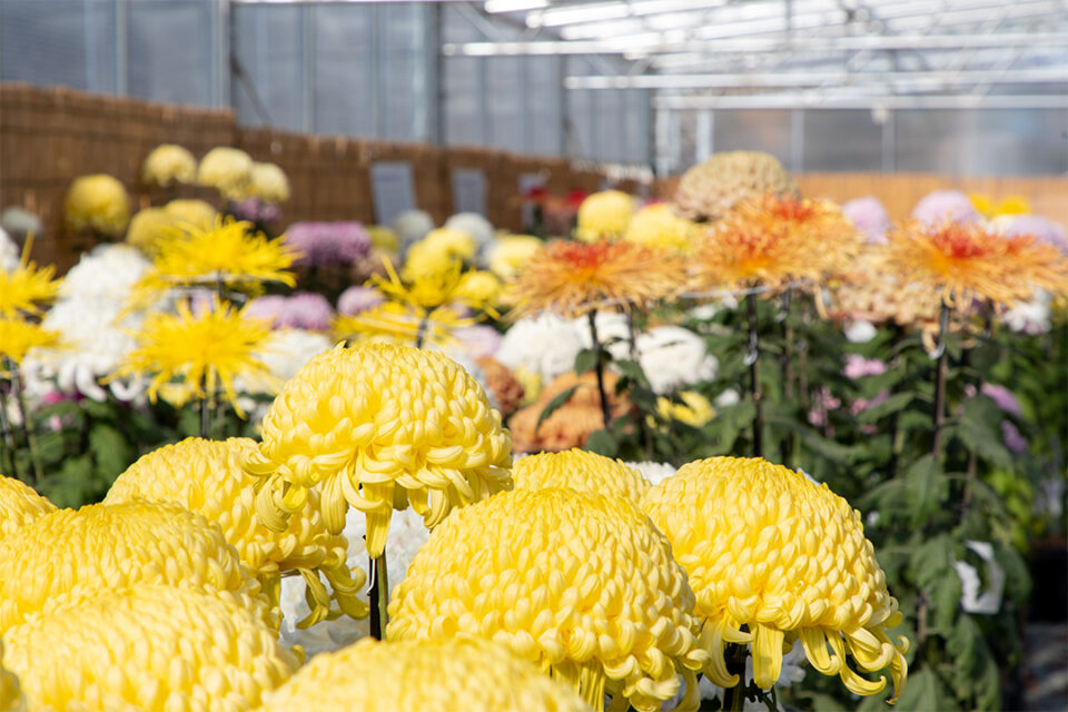 小田原城菊花展の様子