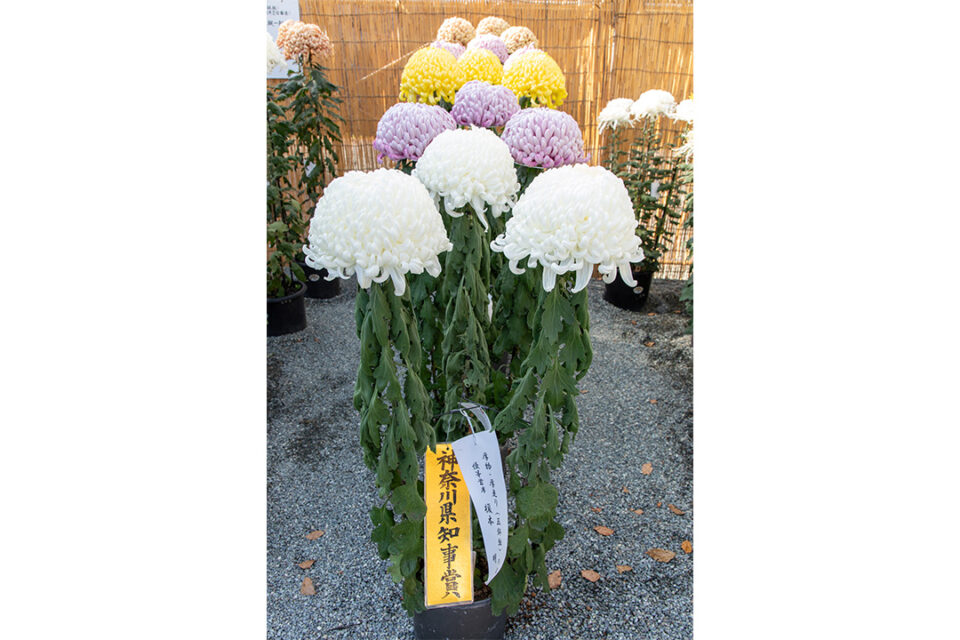 小田原城菊花展の様子