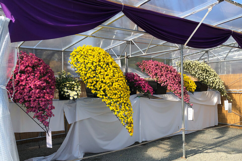 小田原城菊花展の様子