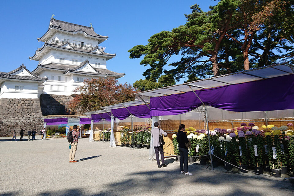 小田原城菊花展の様子
