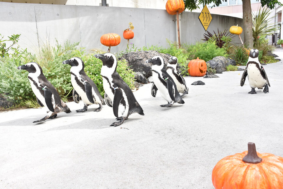 「ケープペンギンのハロウィンパレード」