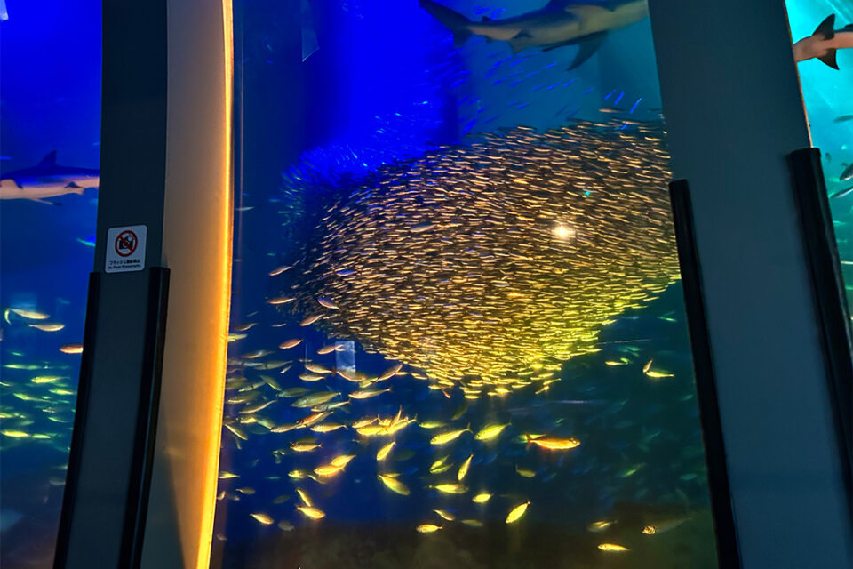 「スーパーイワシイリュージョン」