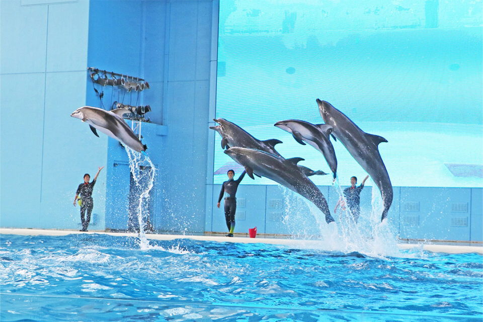 「Animal Life Live！」