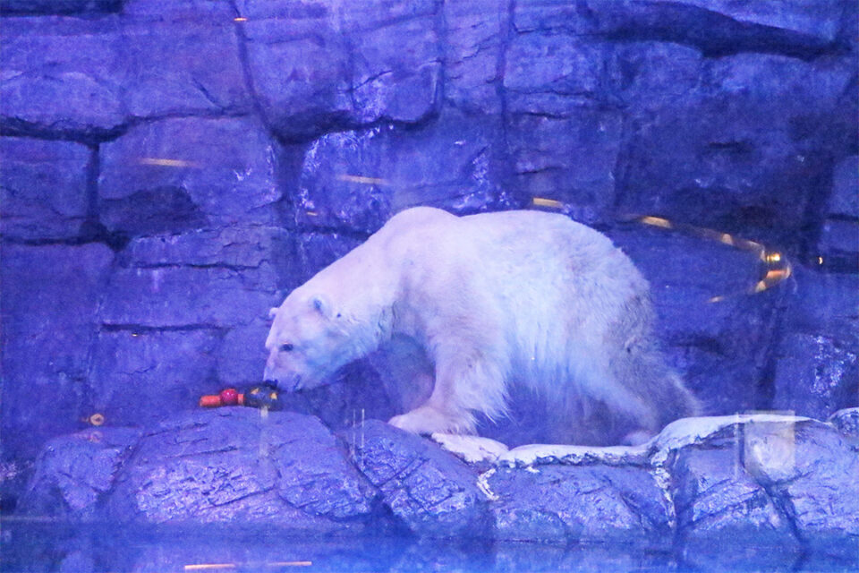 「極地動物のレクチャータイム」