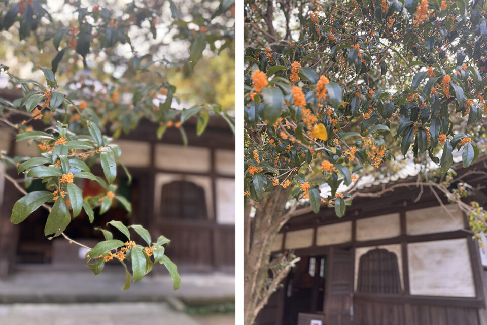 秋に見頃を迎える金木犀と、初夏の紫陽花の名所としても有名