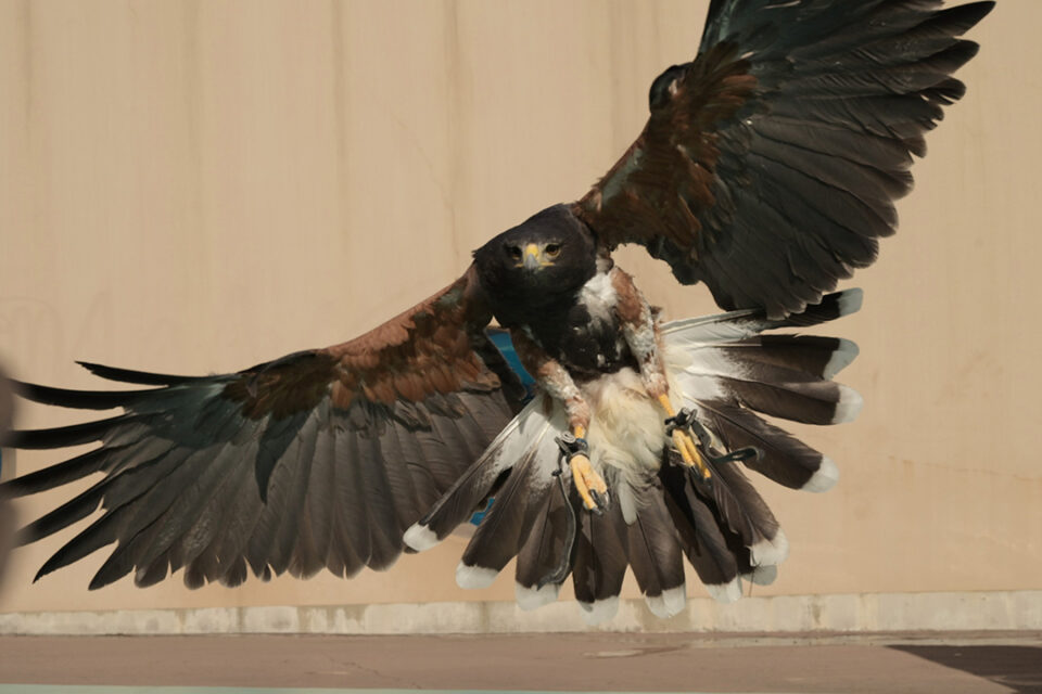 横浜・八景島シーパラダイスのアニマルパフォーマンス～ふれンDo！パーティー～
