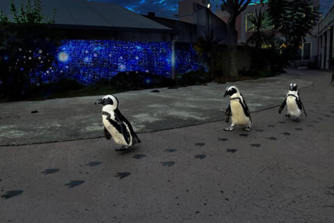 横浜・八景島シーパラダイスのケープペンギンのパレード