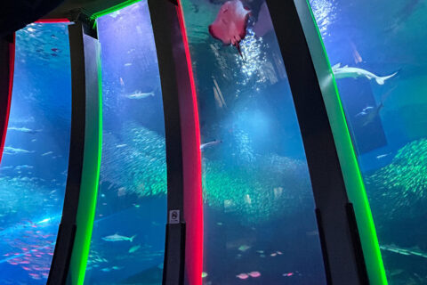 横浜・八景島シーパラダイスのスーパーイワシイリュージョン