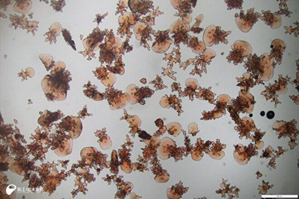 サンゴの「こっぺん」をくらべてみた