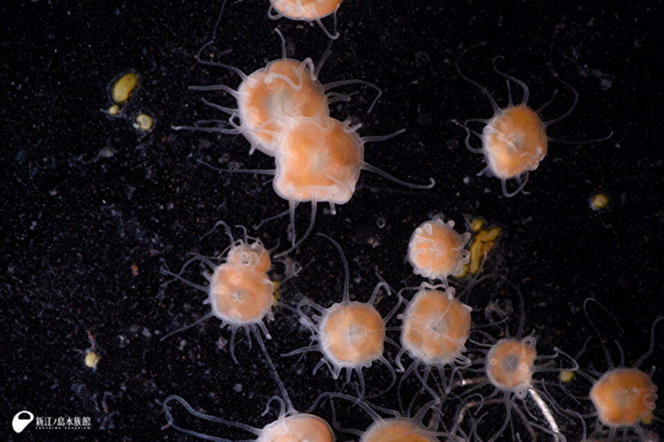 サンゴとクラゲをくらべてみた (ミズクラゲのポリプ)