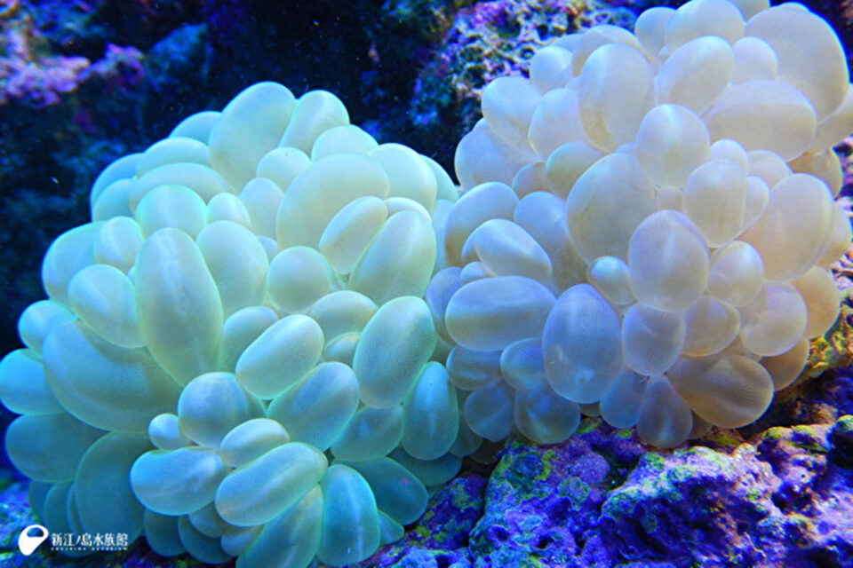 光るサンゴの秘密(ミズタマサンゴ)