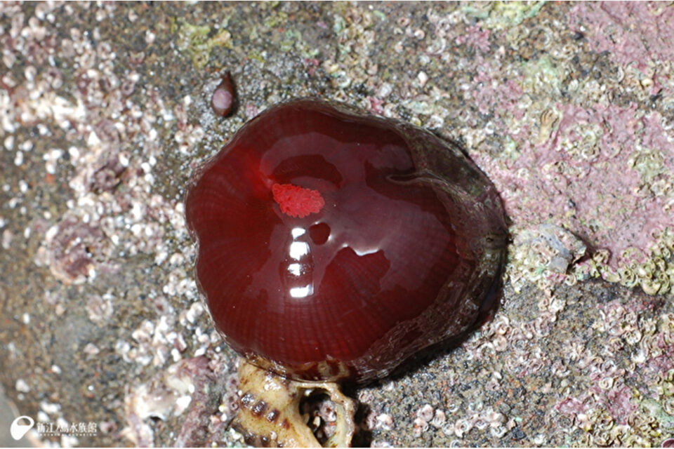 サンゴとイソギンチャクをくらべてみた(ウメボシイソギンチャク )