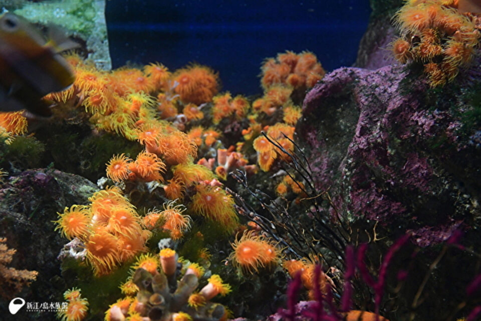 相模湾で見られるサンゴ(相模湾ゾーン 海岸水槽 逗子沖サンゴ)
