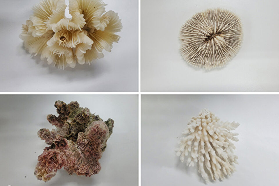 ミズタマサンゴ、シタザラクサビライシの仲間、 トゲイボサンゴ、ミドリイシの仲間