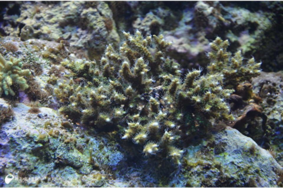 サンゴいろいろくらべてみた(エダミドリイシ)