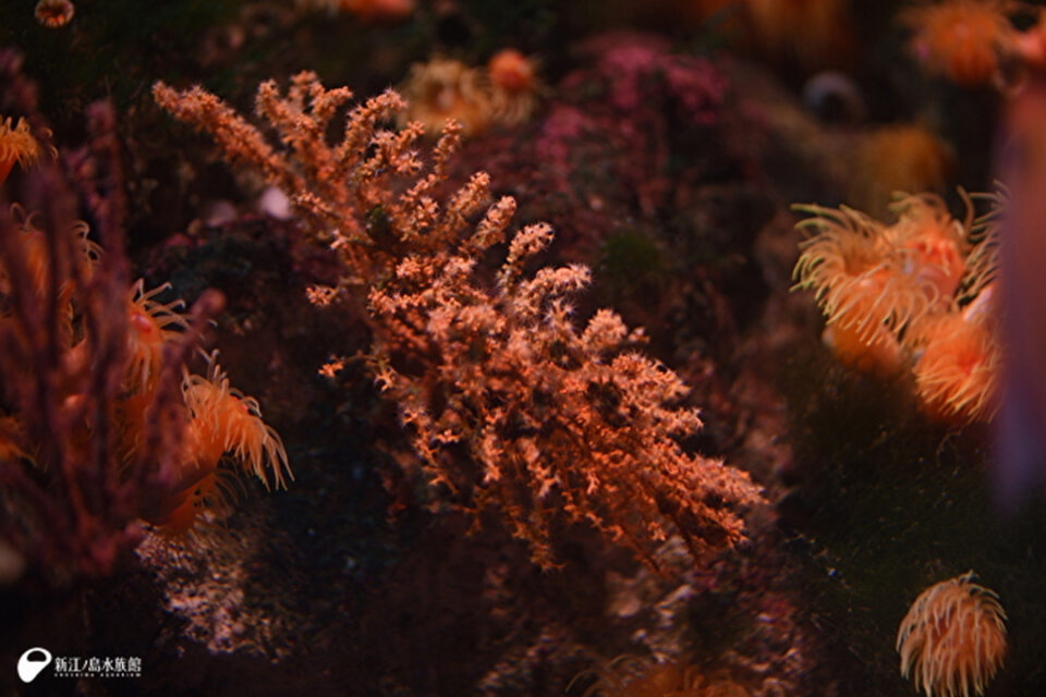 サンゴとは(トゲヤギ属の一種)