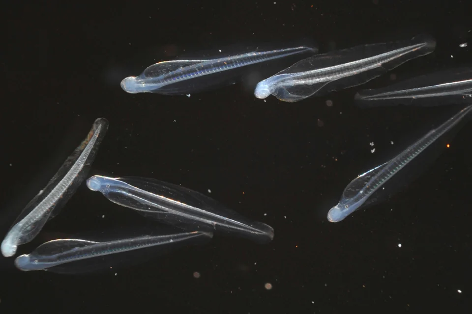 「えのすい」の「カタクチイワシ」