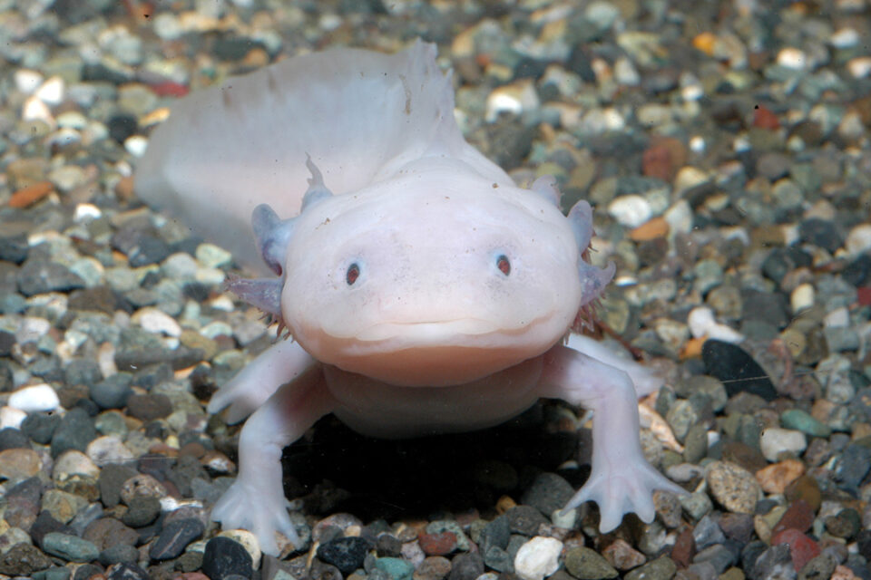 「えのすい」の「ウーパールーパー(メキシコサラマンダー)」