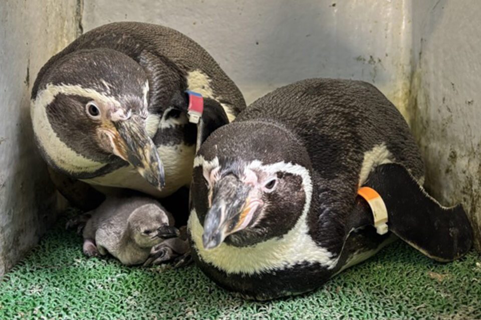 「えのすい」の2025年5月に誕生した「フンボルトペンギンのヒナ」