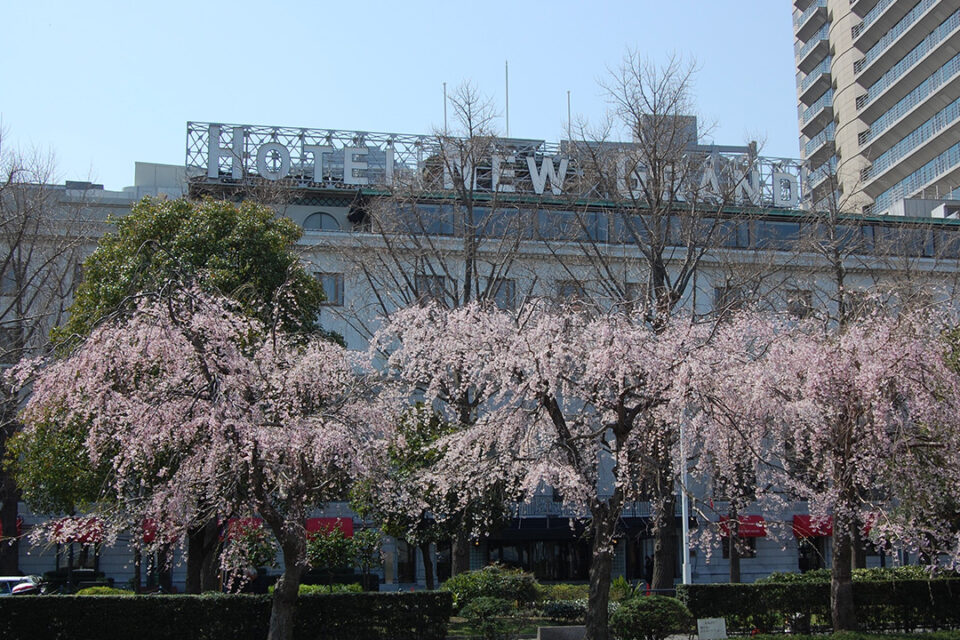ホテルニューグランド前の枝垂れ桜（3月上旬頃）