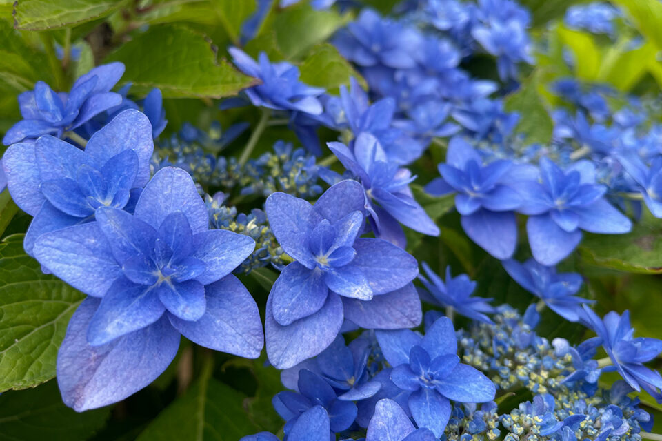 八景島の紫陽花