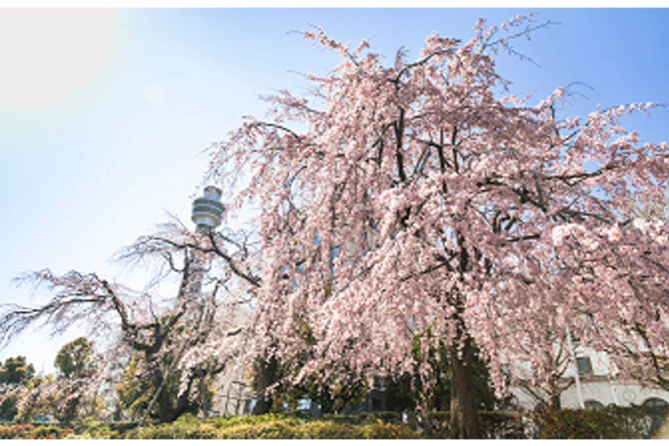 山下公園の枝垂れサクラ