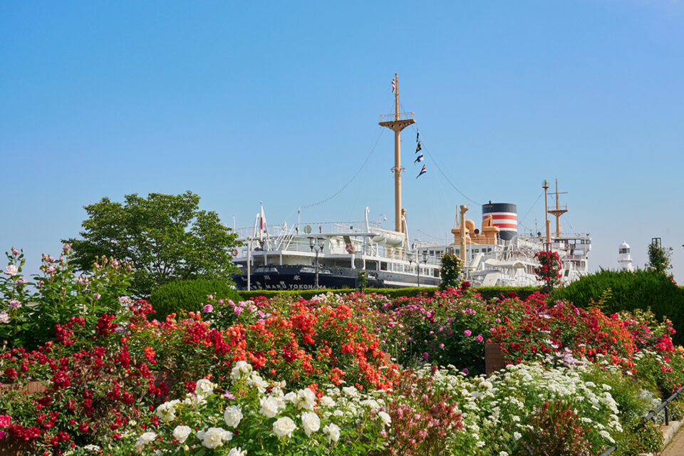 山下公園の「未来のバラ園」