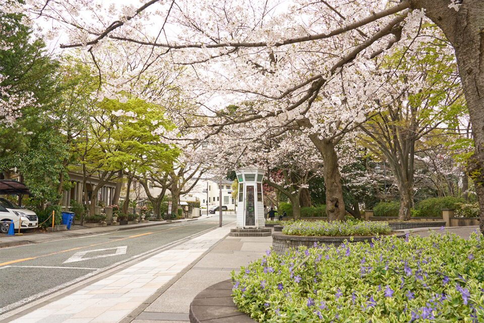 元町公園の桜並木