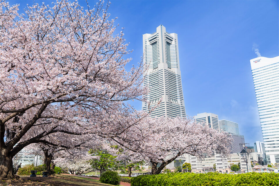 汽車道のサクラ