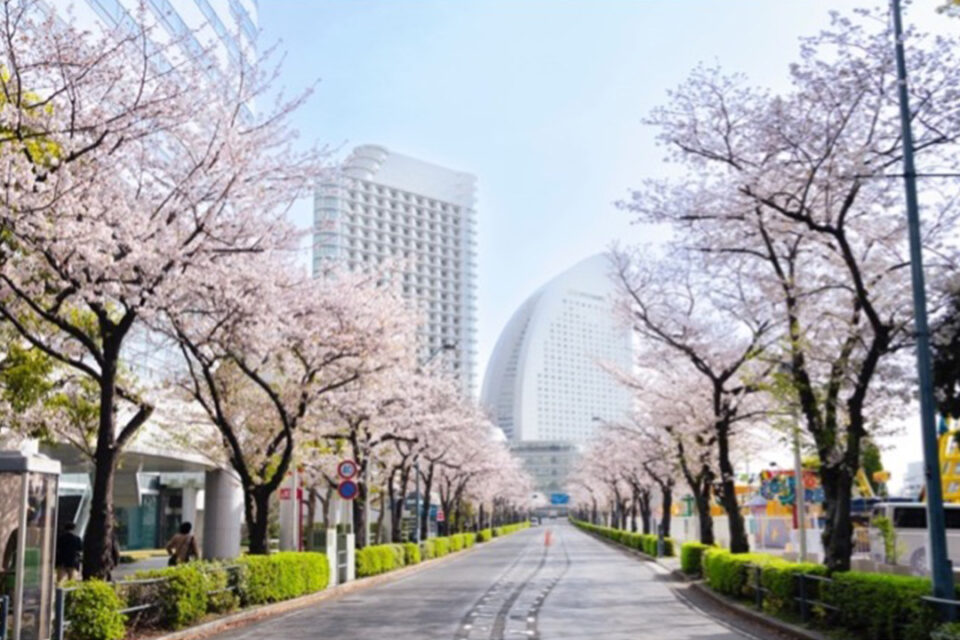 桜木町駅からパシフィコ横浜へと続く約500mに渡る桜並木