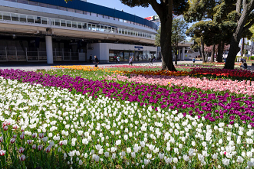 横浜公園のチューリップ