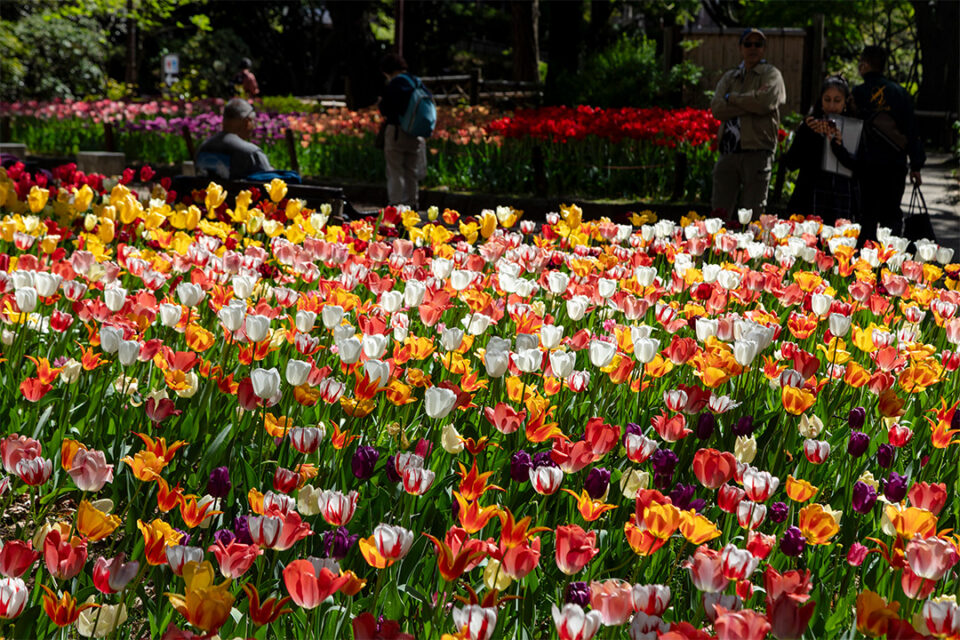日本大通りのチューリップの花回廊