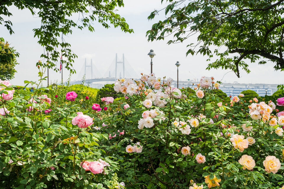 海の見える丘公園の「イングリッシュローズの庭」