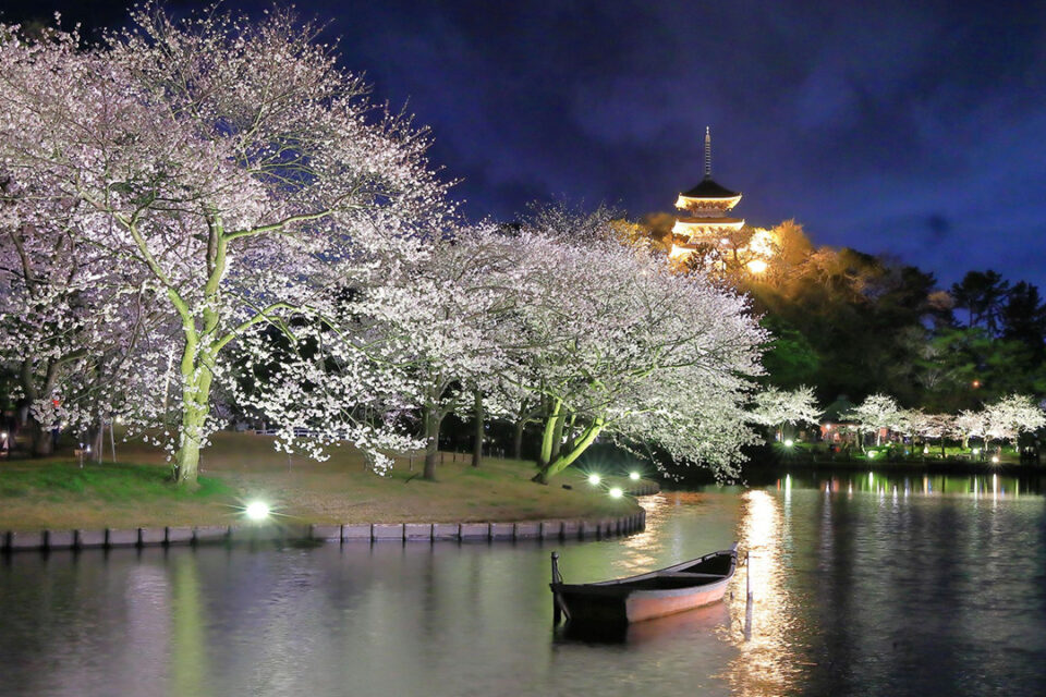 三溪園の「桜ライトアップ」