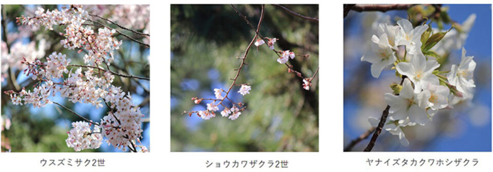 三溪園のいろいろな桜