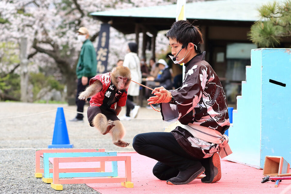 三溪園のイベント「猿まわし」