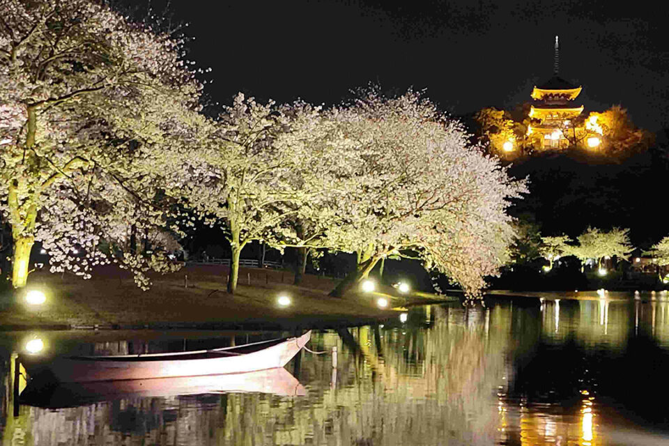 三溪園の「桜ライトアップ」